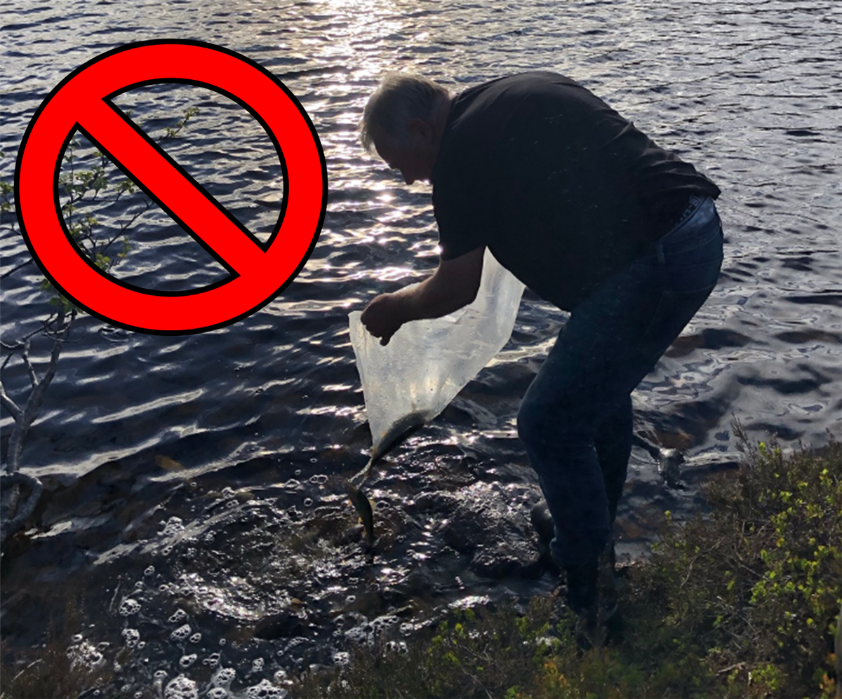 Bildet viser utsetting av fisk - men med et stort STOPP-skilt - Klikk for stort bilde